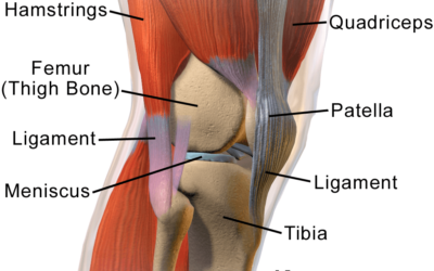 A Brief Summary of the Anatomy of the Knee